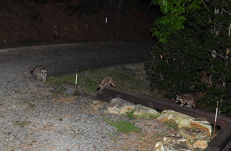 Racoons.jpg